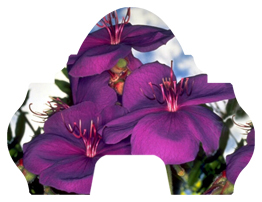 DARAY-L-025 Purple Roadsidea